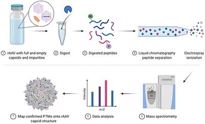 VectorMOD: Method for Bottom-Up Proteomic Characterization of rAAV Capsid Post-Translational Modifications and Vector Impurities